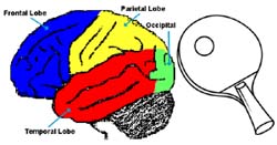 Table Tennis Brain Sport